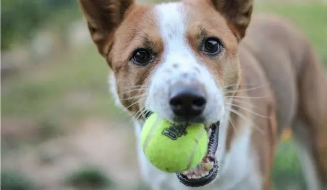 Sind Tennisbälle schlecht für Hunde (1)