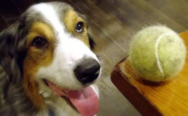 Le palline da tennis fanno male ai cani (2)