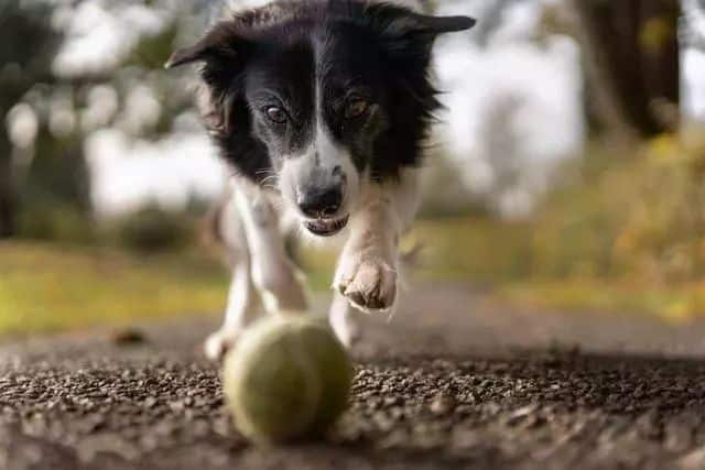 Bóng tennis có hại cho chó không (3)