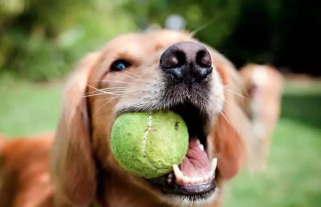 ลูกเทนนิสไม่ดีต่อสุนัข (5)