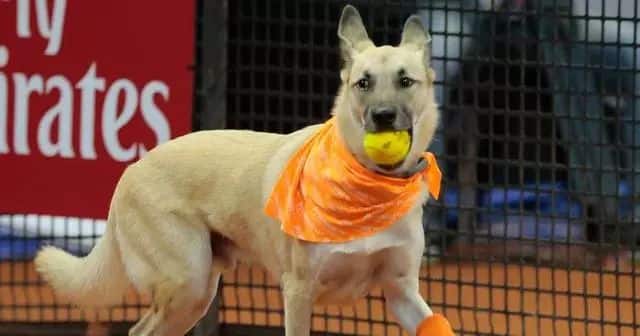 Le palline da tennis fanno male ai cani (6)
