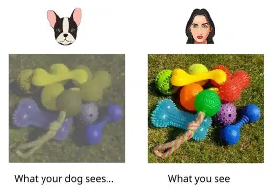 meilleure couleur pour les jouets pour chiens (2)