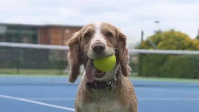 ลูกเทนนิสไม่ดีต่อสุนัข (7)